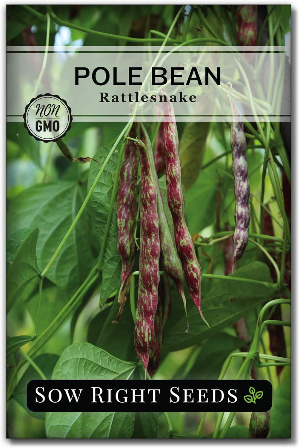 Sow Right Seeds - Rattlesnake Pole Bean Seed for Planting  - Non-GMO Heirloom Packet with Instructions to Plant a Home Vegetable Garden