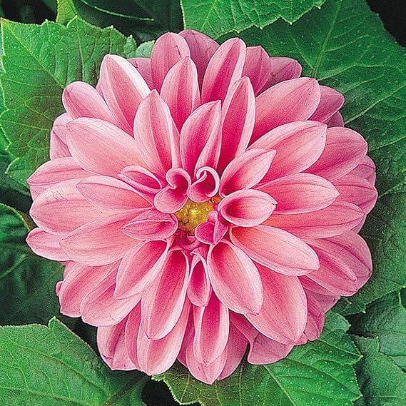 6 Premium Plug Plants Dahlia Dahlietta™ Emily Amazon.co.uk Garden & Outdoors