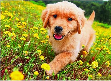 Amazon Co Jp 大人と子供のためのパズル1000ピース ゴールデンレトリバー犬のジグソーパズル子供大人レジャーエンターテインメント教育玩具家の装飾 75 50cm ホーム キッチン