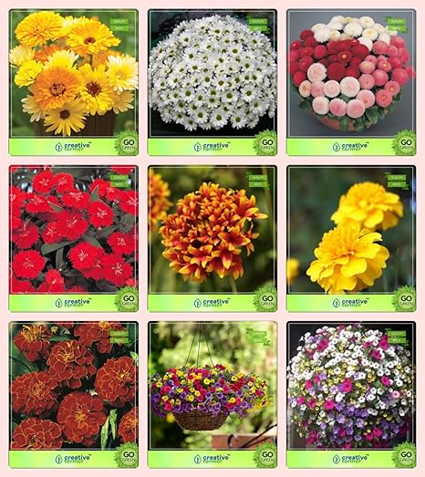 Creative Farmer Flower Seeds : Flower Seeds For Summer And Winter Combo Calendula Orange, Chrysanthemum, Daisy-Double, Dianthus-Scarlet Red, Gaillardia Dwarf, Marigold-Yellow and Others -3 Packs