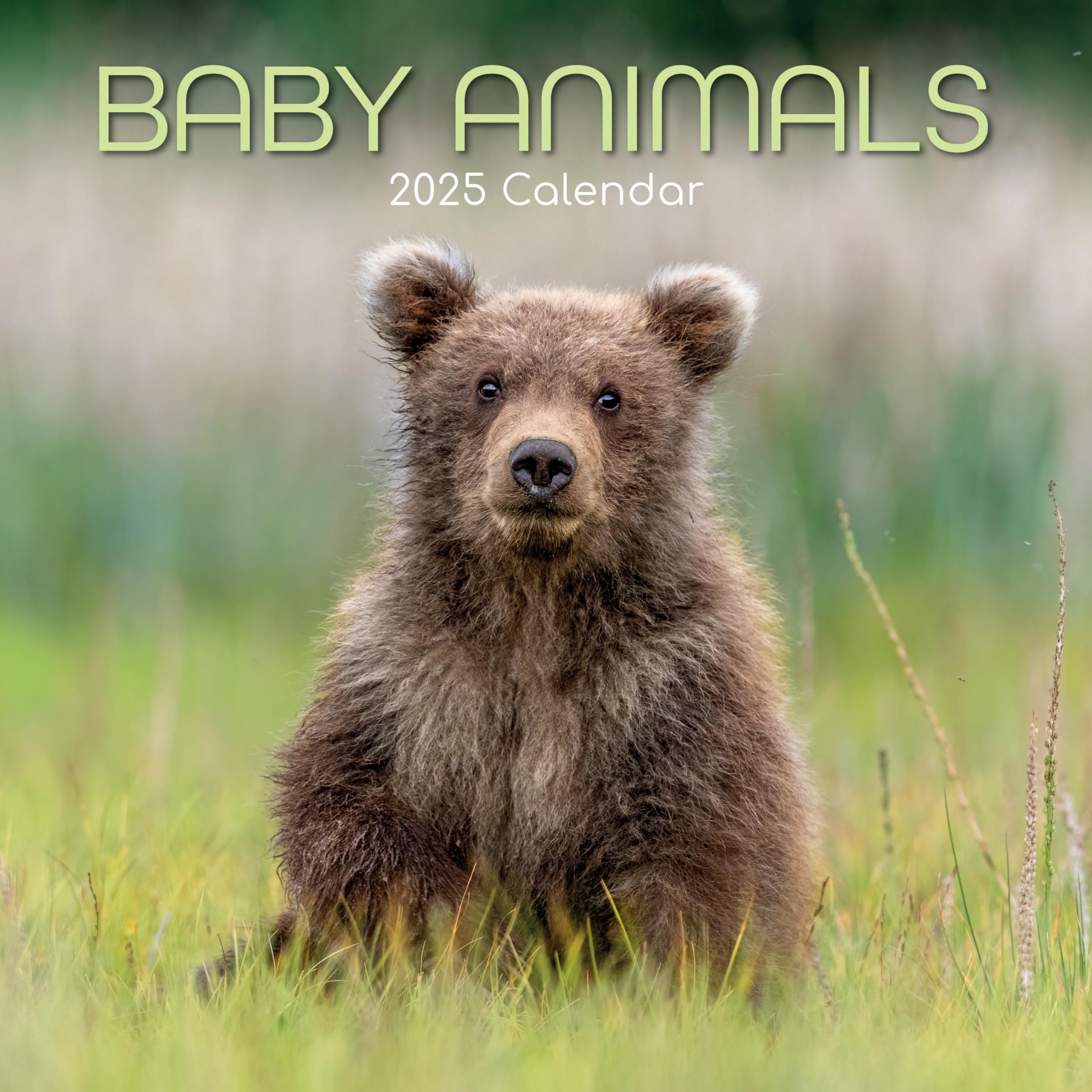 2025 Square Wall Calendar, Baby Animals, 16-Month Animals Theme with 180 Reminder Stickers (30 x 30 CM)