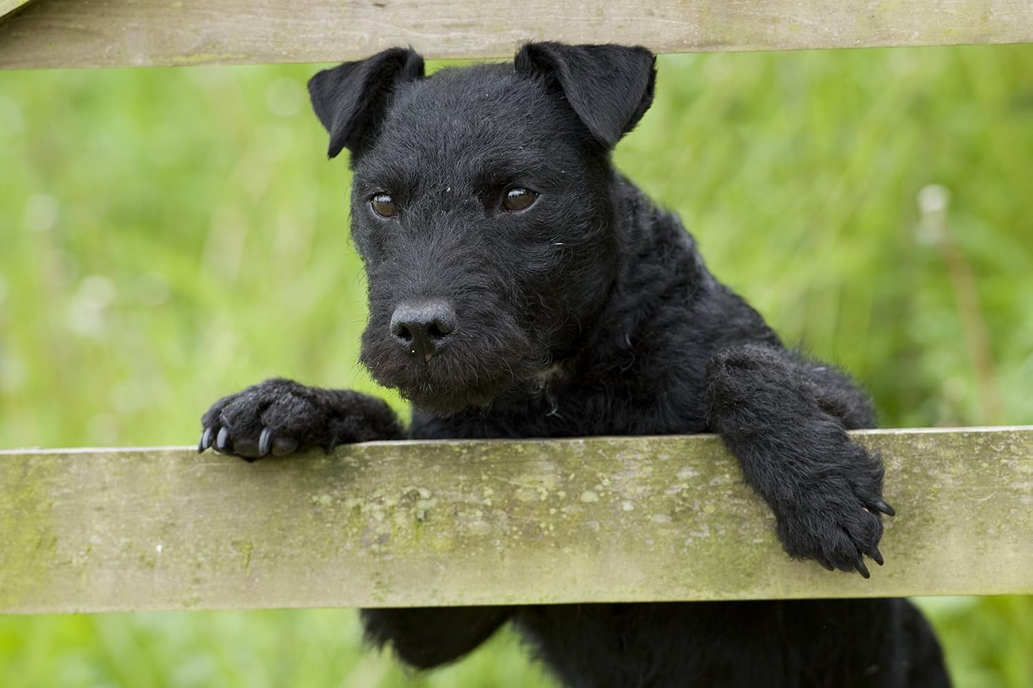 black patterdale