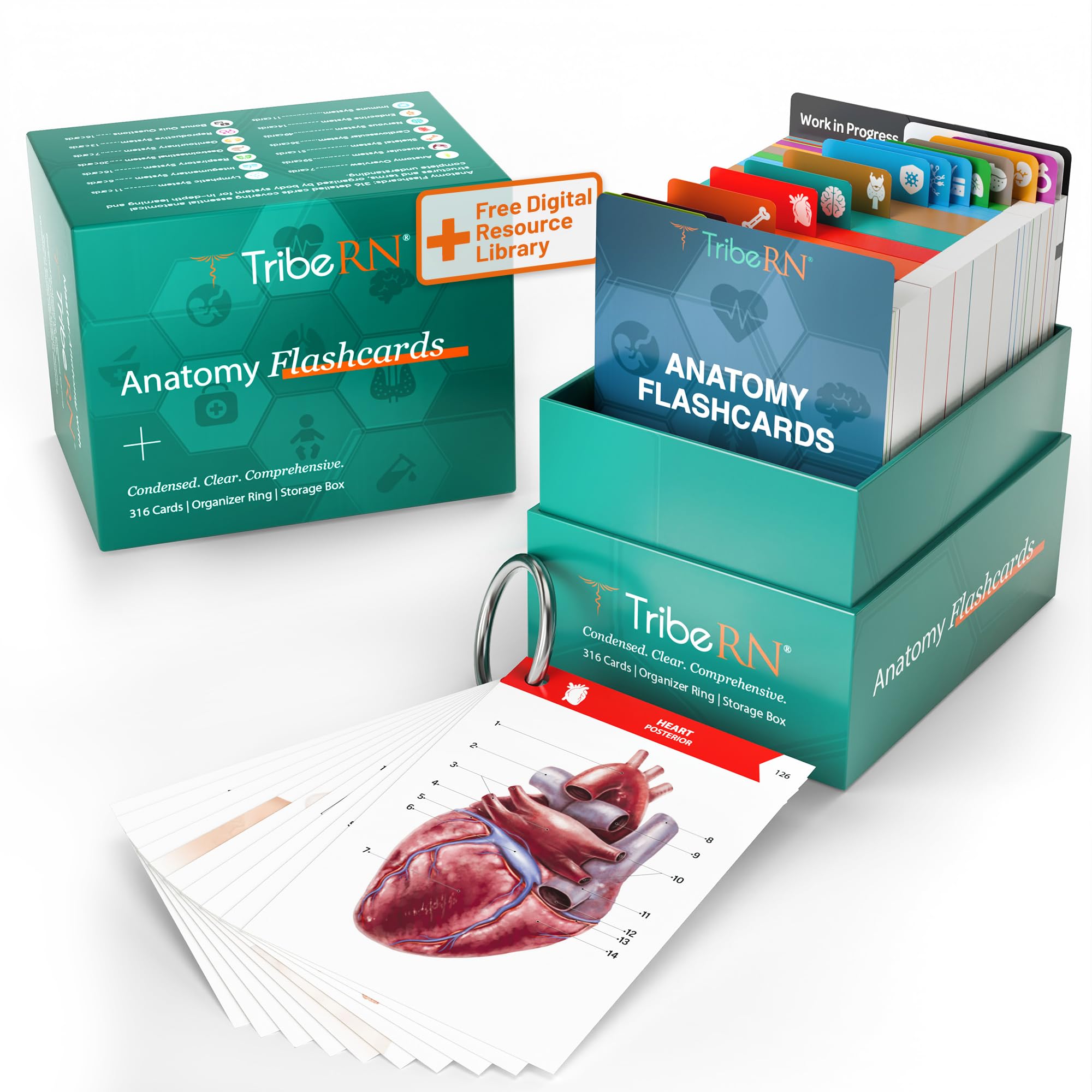Photo 1 of TribeRN Anatomy and Physiology Flash Cards – 320 Study Resources for Students – Human Anatomy & Physiology Study Tools – Medical, Nursing School Essentials – Durable & Easy to Use Flashcards