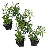 Live Aromatic and Edible Herb - Lemon Verbena