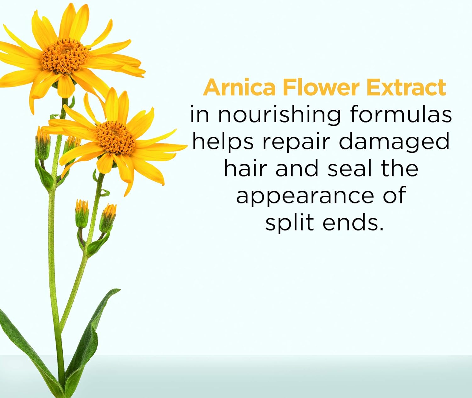 L'Oreal Botanicals Arnica Damaged Hair Repairing Vegan Conditioner 200ml, 725 ml (Pack of 1) - Image 3