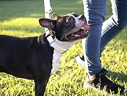Country Brook Petz - Deluxe Nylon Dog Leash with