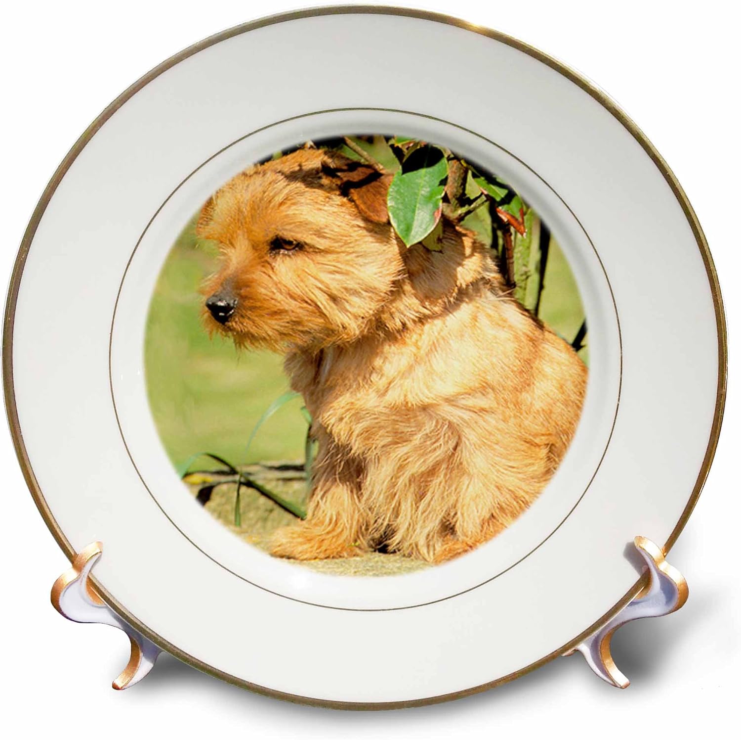Amazon Com 3drose Cp 493 1 Norfolk Terrier Porcelain Plate 8 Inch Home Kitchen