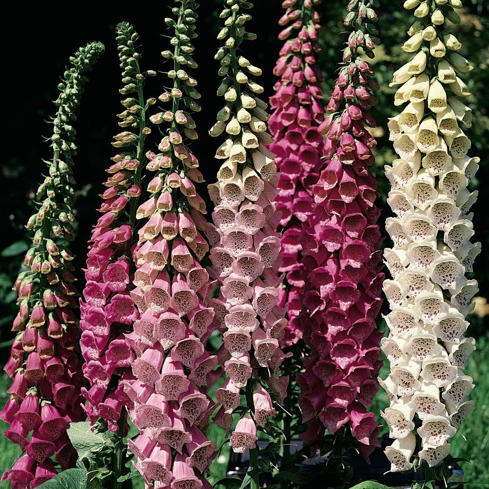 Flower Seed Foxglove Excelsior Hybrid Mixed Hardy Biennial Summer Flowering Shade Loving Cottage Garden Favourite Cut Flower Wildlife/Woodland Garden 1 Packet (2500 Seeds) by Thompson and Morgan