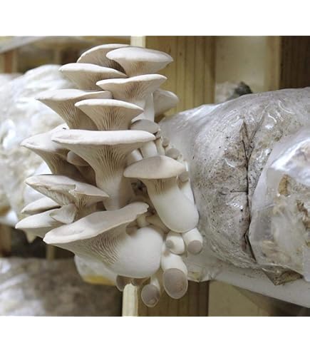 Amazon.com : 1 LB of White Elm Oyster Mushroom Spawn