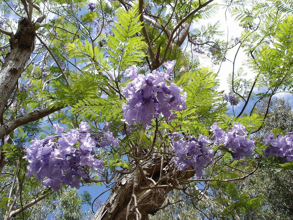 Asklepios-seeds® - 250 Seeds Jacaranda mimosifolia, Jacaranda, Blue Jacaranda, Black poui, The Fern Tree