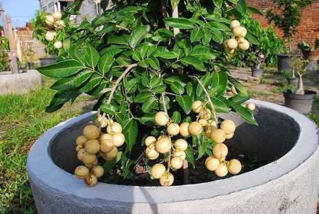Royal Paradise Garden Rare Dwarf Dimocarpus Longan Longan Fruit Plant 1 Healthy Live Plant Amazon In Garden Outdoors