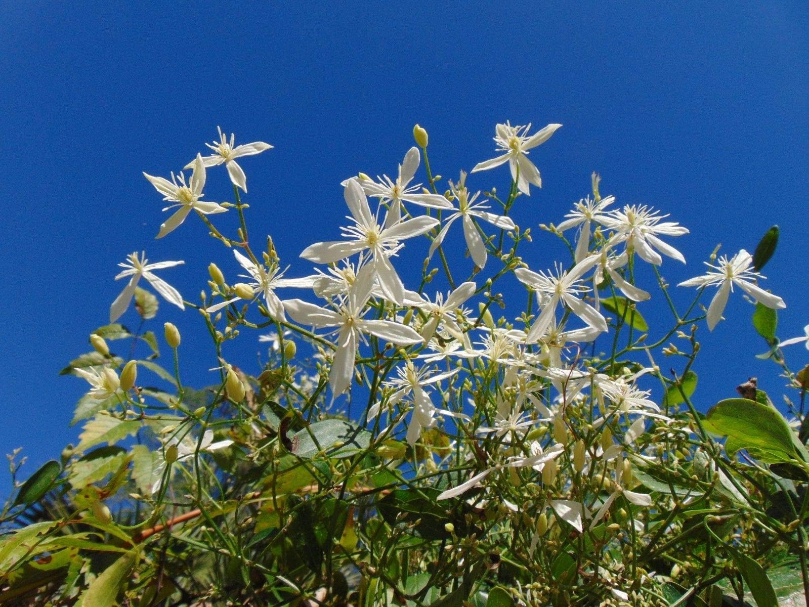 Sweet Autumn Clematis Clematis terniflora Organic 10 Seeds