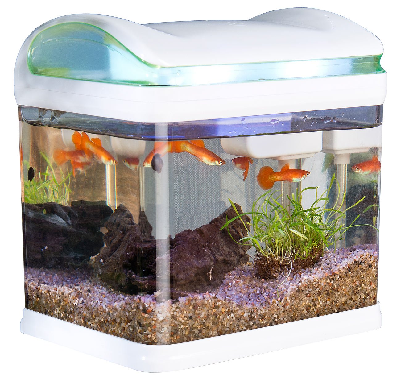 Sweetypet Aquarium TransportFischbecken mit Filter, LEDBeleuchtung