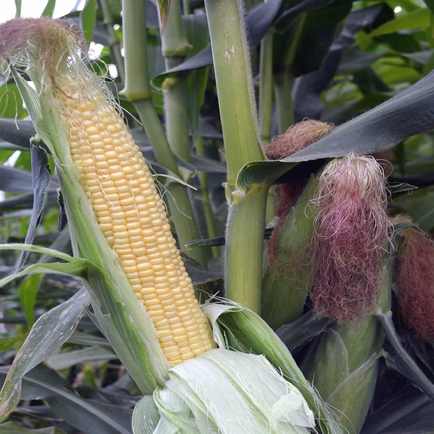 Amazon Com Honey Select Hybrid Triplesweet Corn Garden Seeds 1 Lb 3 680 Seeds Non Gmo Vegetable Gardening Seeds Triple Sweet Corn Garden Outdoor