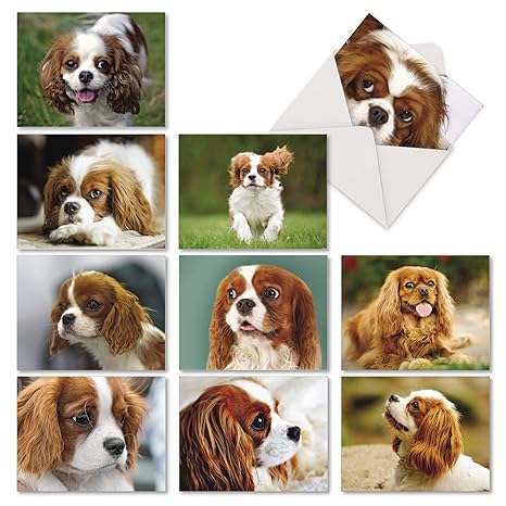 Cavalier King Charles Spaniel Dog Breed Profile Petfinder