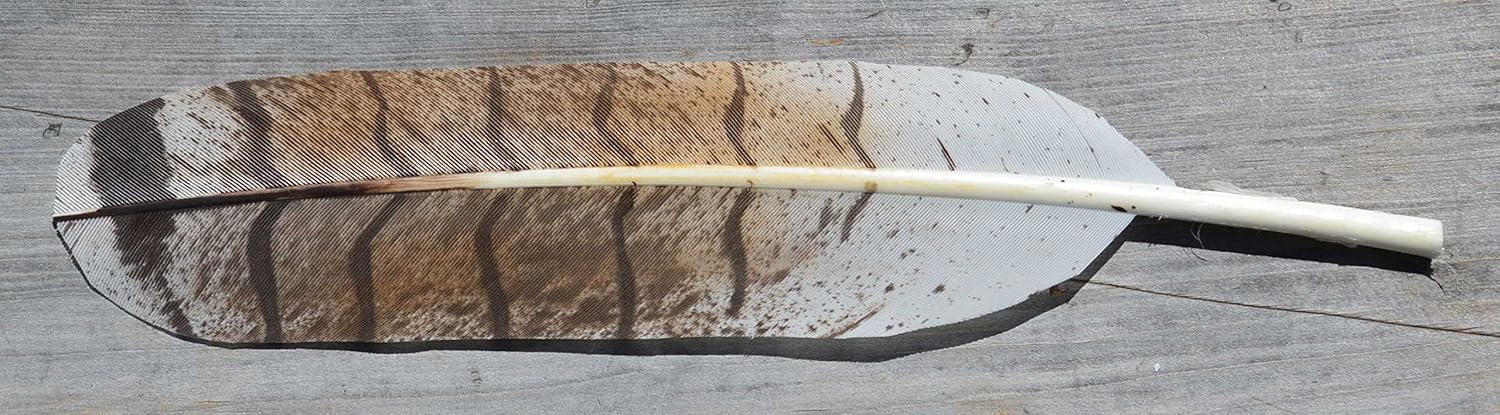 Amazon Com Imitation Female Red Tail Hawk Feather Arts Crafts Sewing