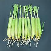 10-Pack Lemon Grass Live Plants (7&ndash;10 Inches Tall) | Hydroponic Rooted Lemongrass Stalks, Fast Growing, Aromatic Fresh Herb, Indoor &amp; Outdoor Growing