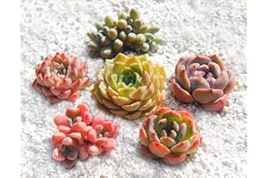 FWPP Rare Succulent Plants Live(6 Pack),Colorful 2 inches Indoor Succulents Plants Live,Bare Root Without Pot Soil,Easy Care Baby Shower Garden Party Wedding Decor Friends Gift