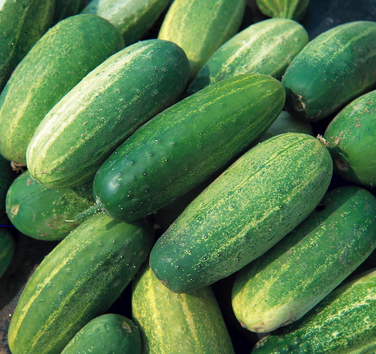 Viridis Hortus - Gherkin National Heirloom/Heritage Variety 70 Vegetable Seeds