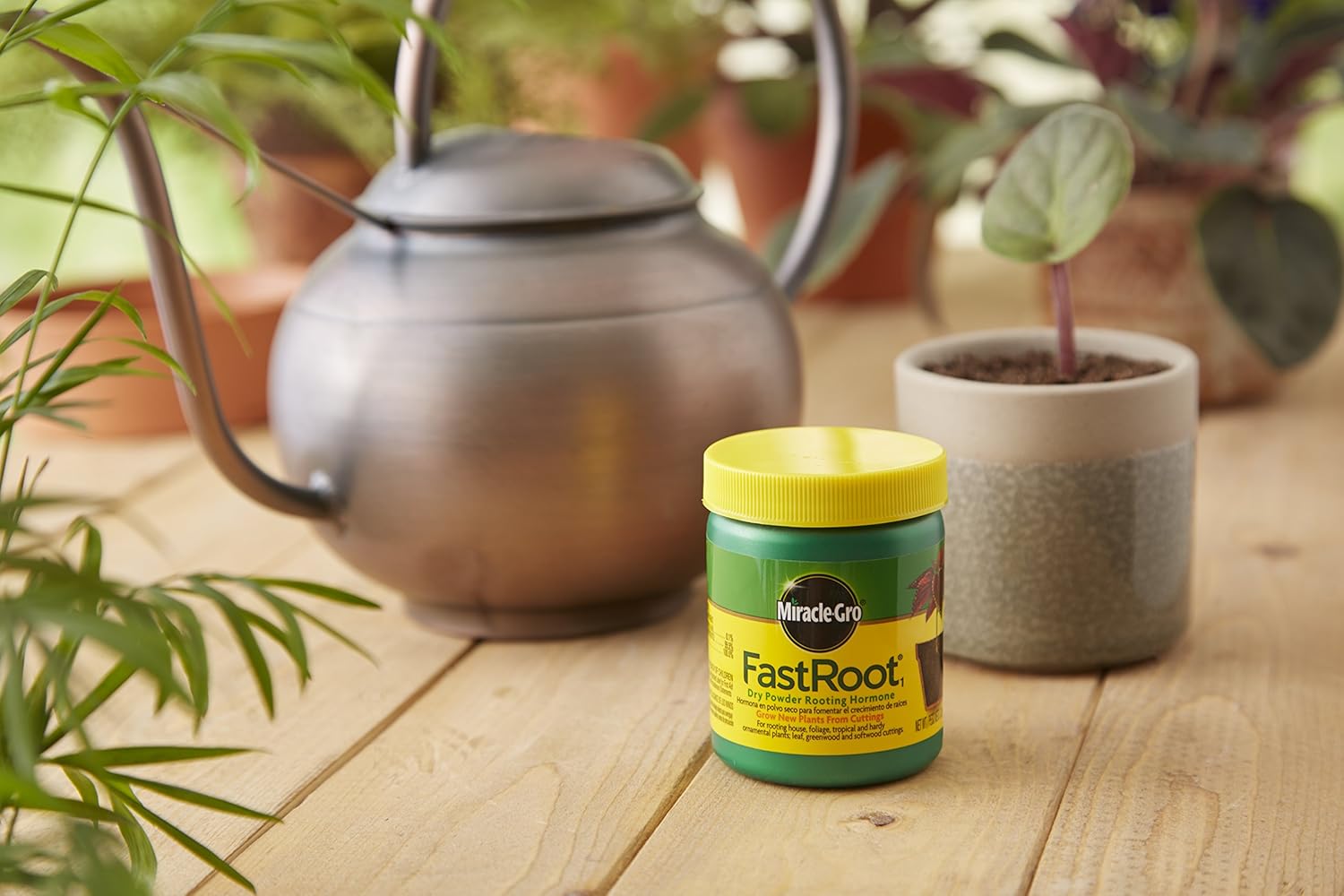 Miracle-Gro FastRoot1 Dry Powder Rooting Hormone 1.25 oz., Houseplant and Succulent Propagation, for Rooting House, Foliage, Tropical, and Hardy Ornamental Plants : Root Tone : Garden & Outdoor