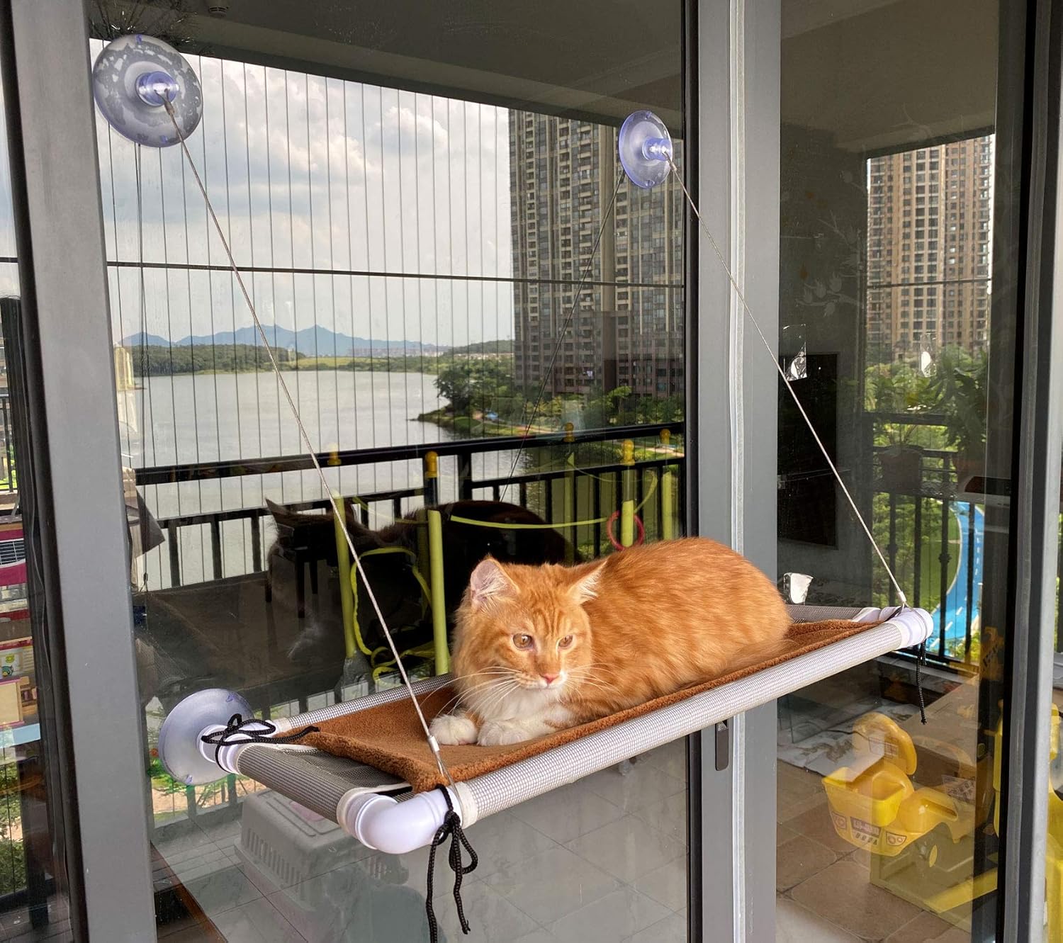Cat Bed, Hammock Window Seat and Window Perch for Large cat: Kitchen & Dining