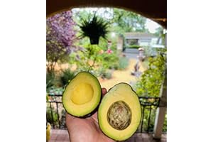 ACYEAH Sacramento Produce and Supplies Fresh Hass Avocados, 4 Count bag, Premium Quality, Large