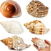 WeDoSoy 5PCS Extra Large Hermit Crab Shells 3"-4.7", Opening 1.6"-2.7" | Growth Turbo Seashells Large to XL for Hermit Crab Accessories, Large Sea Conch Shell and Beach Decorations