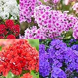 1000+ Creeping Phlox Seeds for Planting - Bright