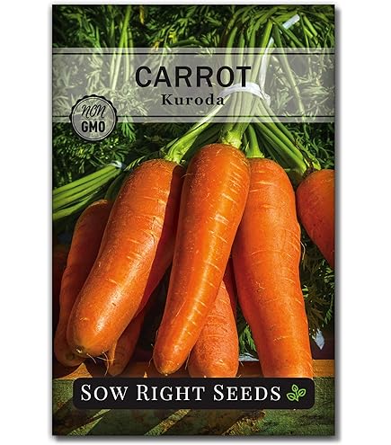 Amazon.com : Carrot Seeds - Shin Kuroda 5