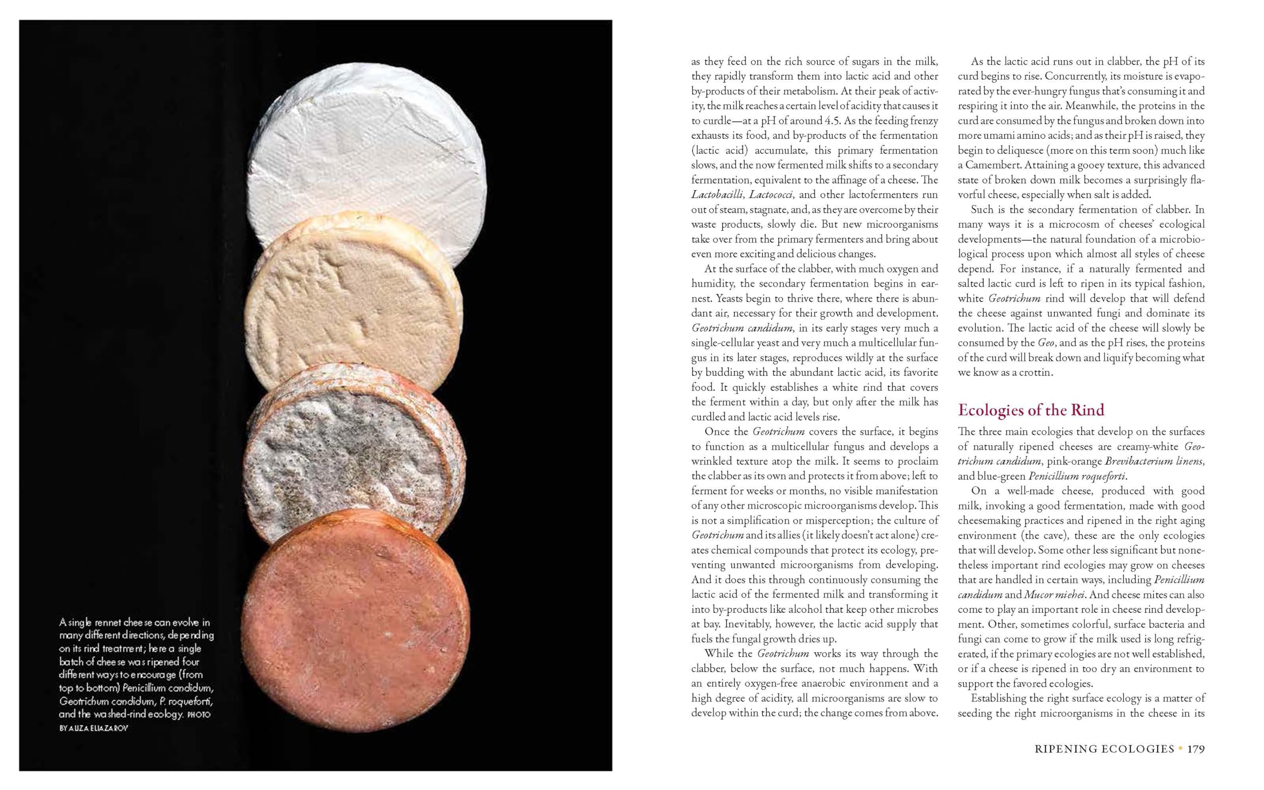 Milk Into Cheese: The Foundations of Natural Cheesemaking Using Traditional Concepts, Tools, and Techniques