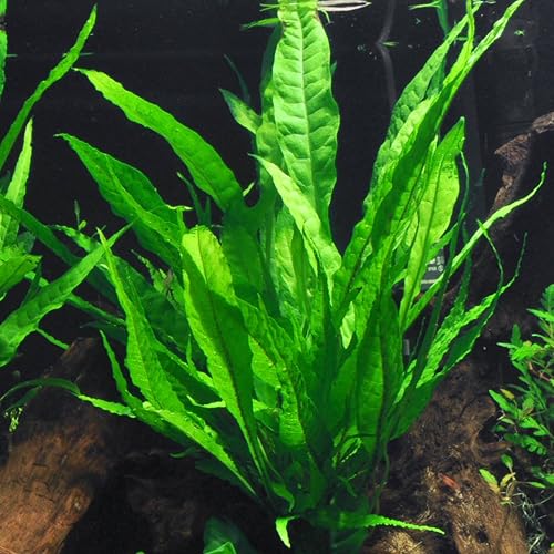 Java Fern in 2" Pot | Microsorum Pteropus - Low Light Freshwater ...