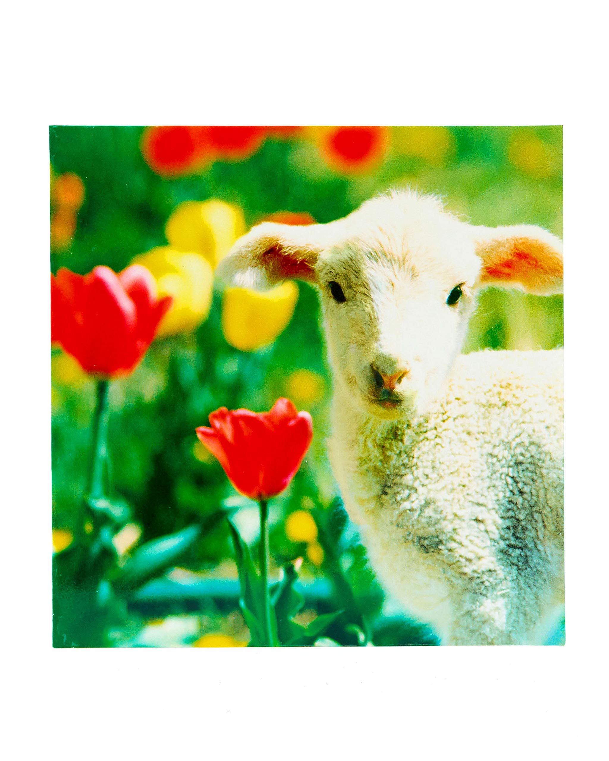 Easter Card - Cute Easter Card - Easter Card Cute - Photographic Card - Blank Greetings Card - Lamb Easter Cards - Spring Lamb Easter Card - Easter Gifts - Easter Decorations