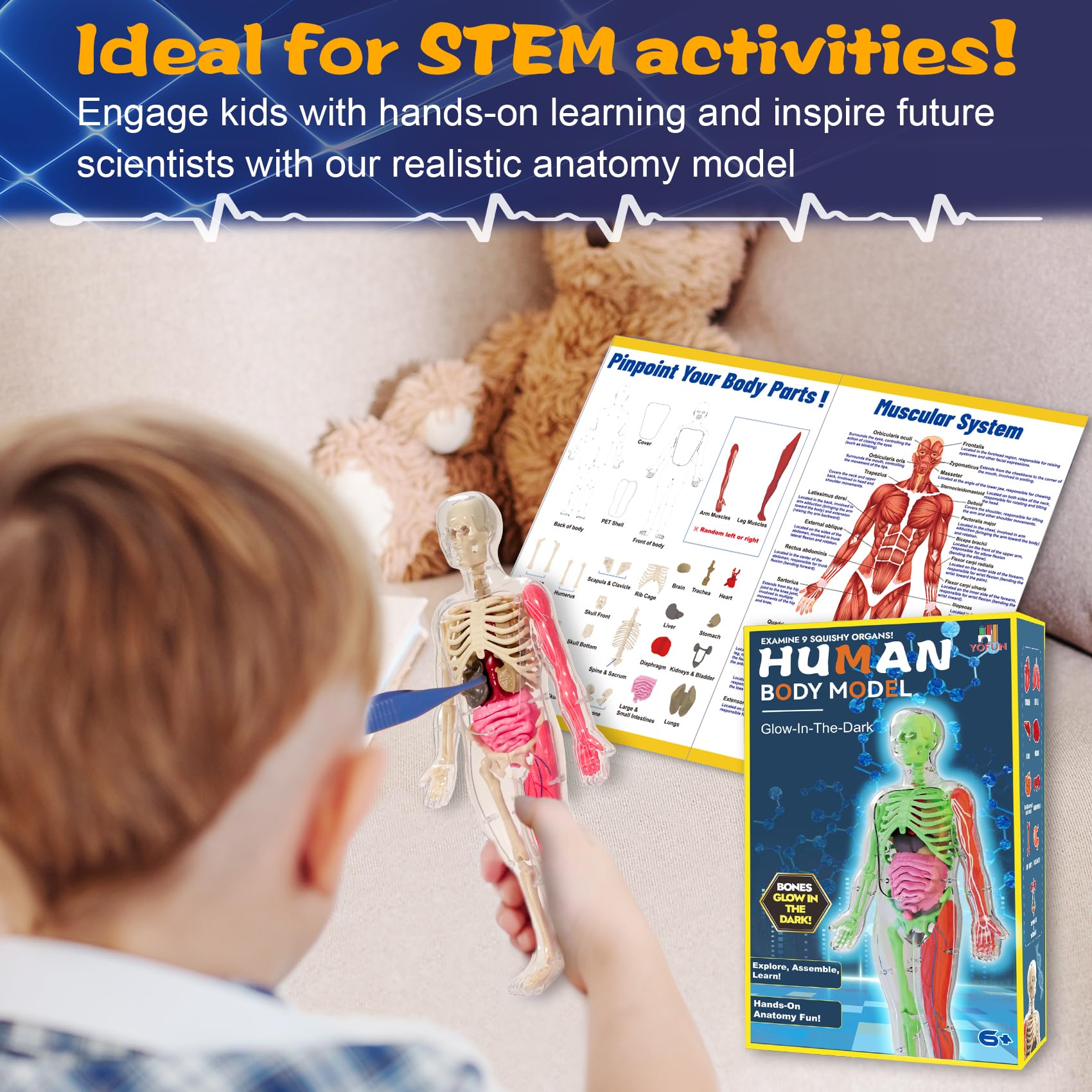 YOFUN Human Body Skeleton Model Kits for Kids,Interactive Anatomy Science Kit – Removable Muscles, Organs,Bones,STEM Educational Toys for Boys and Girls Aged 6+