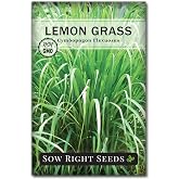 Sow Right Seeds - Lemon Grass Seed for Planting Mosquito Repellent Herbs | Plant East Indian non-GMO heirloom herb variety outdoors. Pest deterrent lemongrass for outside home garden and Asian dishes.