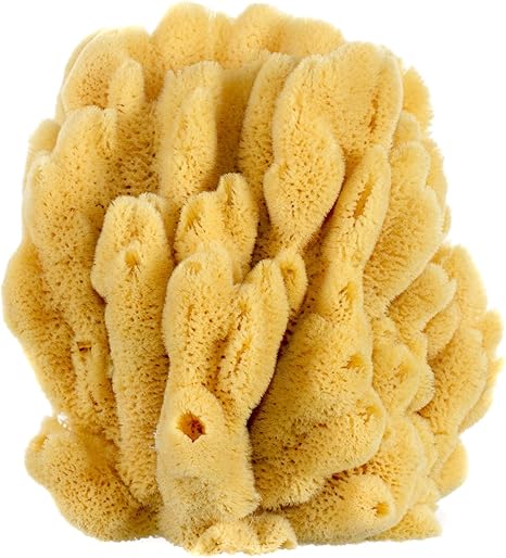 Amazon De Badezimmer Decor Meer Schwamm 17 8 Cm 10 Bucherregal In Der Grosse Fur Tropische Fische