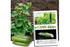 "Beit Alpha" Burpless Open-Pollinated Cucumber Seeds for Planting, 100+ Seeds Per Packet, (Isla's Garden Seeds), Non GMO, Botanical Name: Cucumis sativus, Great Home Garden Gift