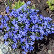 Amazon.com : Lobelia Flower Garden Seeds - Cambridge Blue - 0.25 ...
