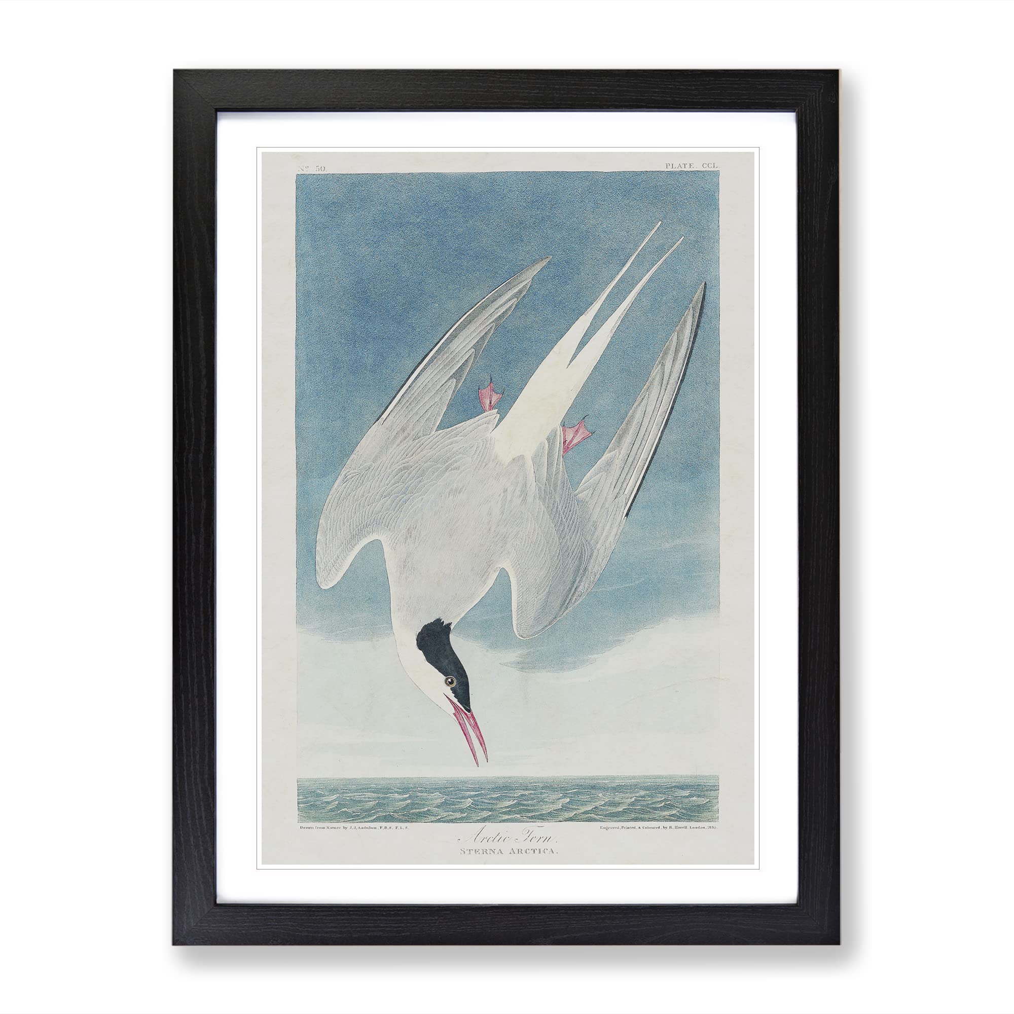 Arctic Tern By John James Audubon Vintage Framed Wall Art Print, Ready to Hang Picture for Living Room Bedroom Home Office Décor, Black A4 (34 x 25 cm)