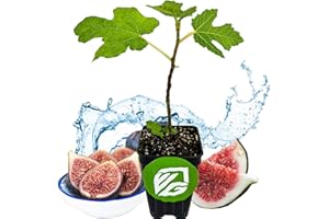 Black Mission Fig Tree Live Plant - Ficus carica - Wellspring Gardens Starter Plant