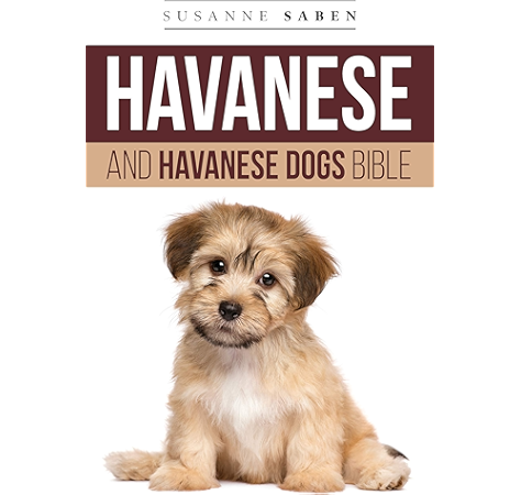 pitbull puppies pretoria