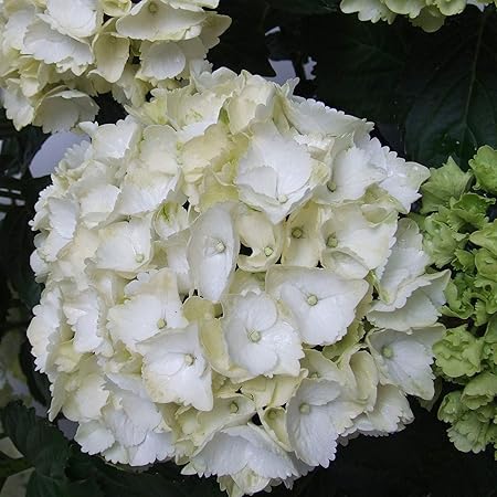 Hydrangea Macrophylla Weisse Hortensie Hohe 25 35cm Topf O 23cm Amazon De Garten