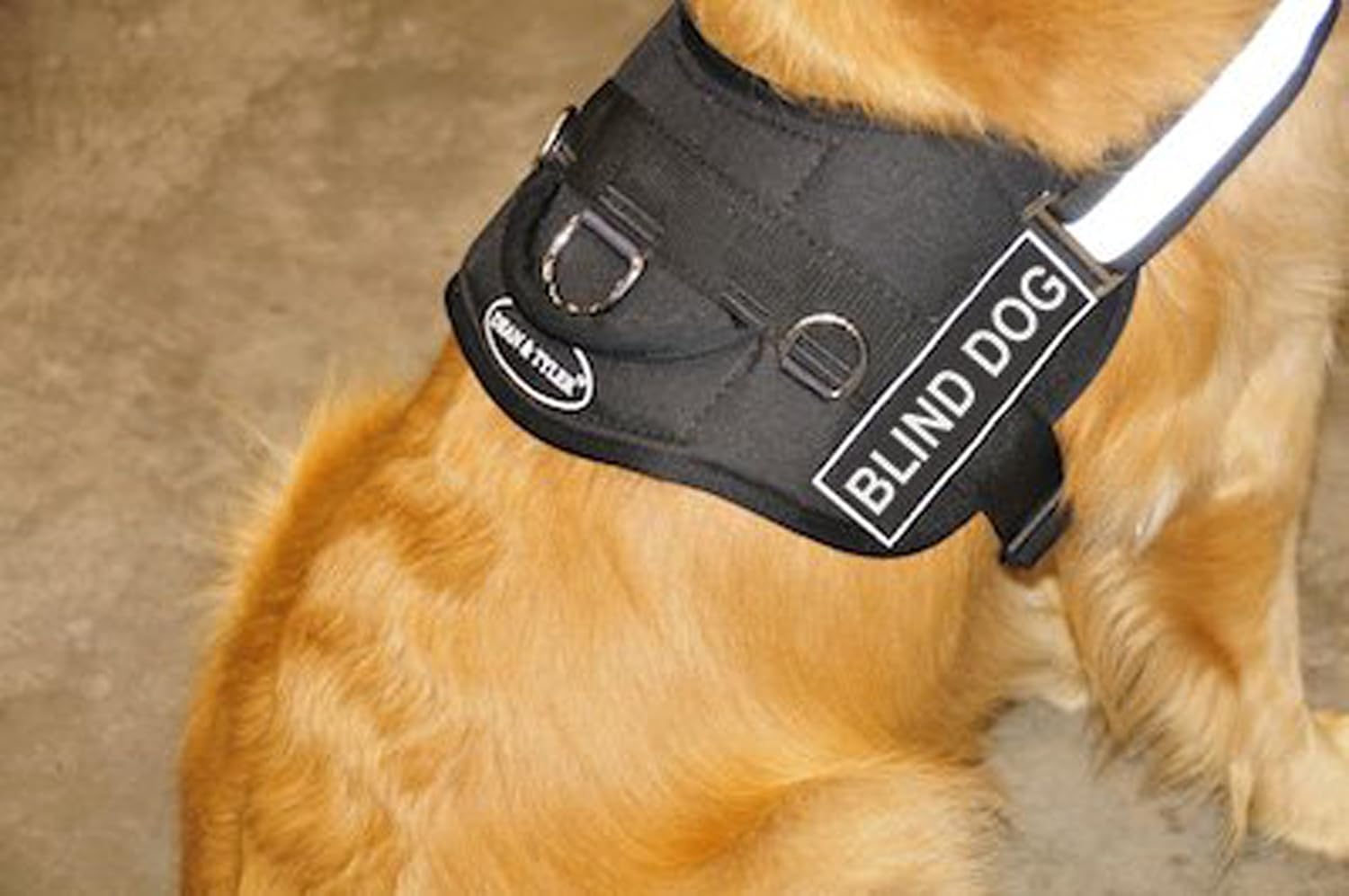 Dean & Tyler Bundle DT Works Medium Orange/Black Diabetic Dog Pet