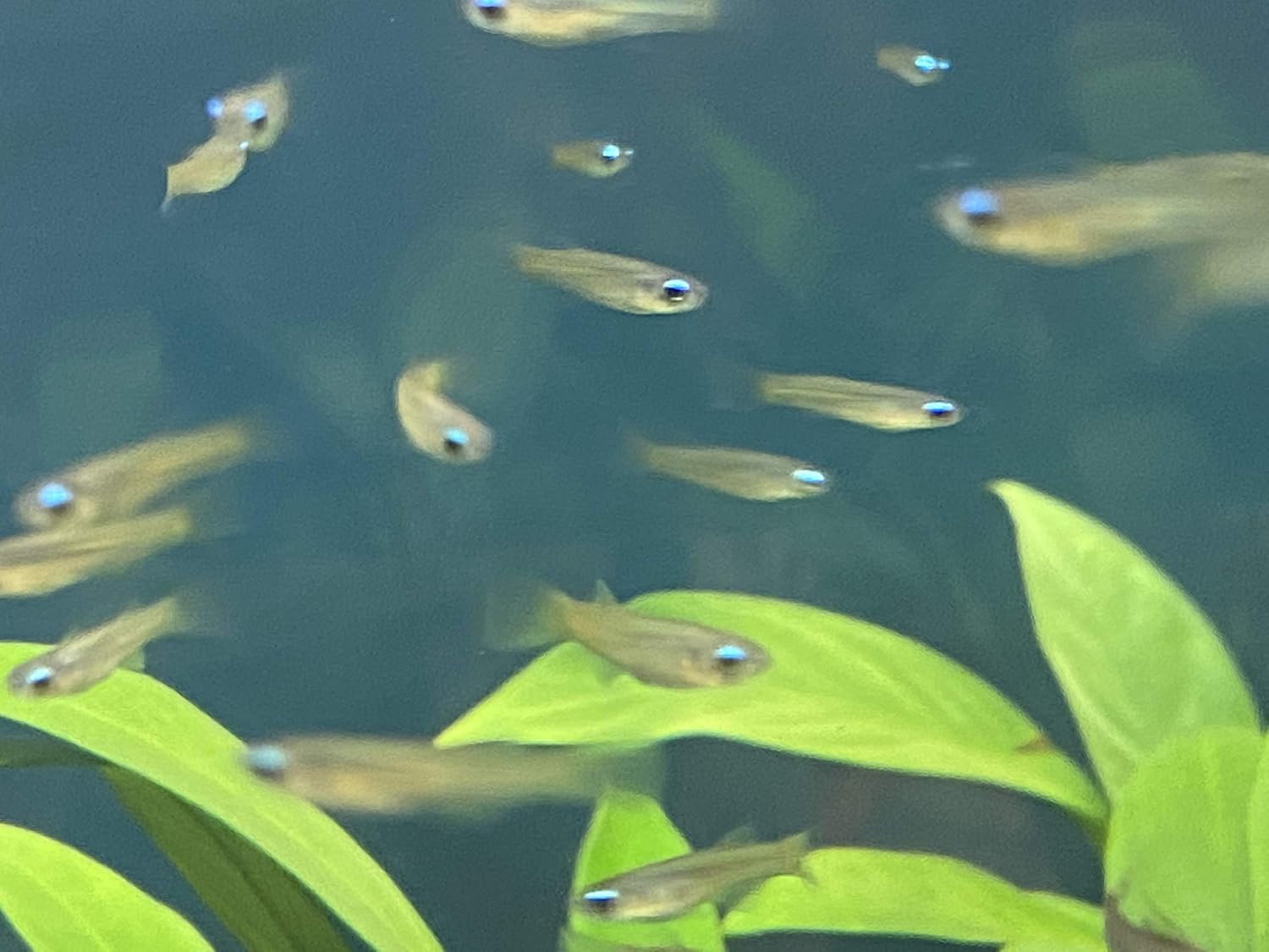 Amazon Torimate トーリーメイト アフリカンランプアイ 50匹 Torimate 観賞魚 水中生物 通販