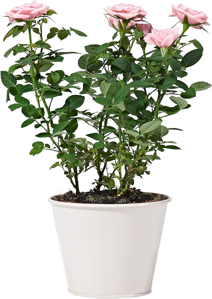 Pink Potted Rose Plant Delivered Free UK Delivery Pot