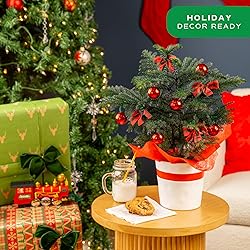 Costa Farms Live Christmas Tree, Medium Norfolk