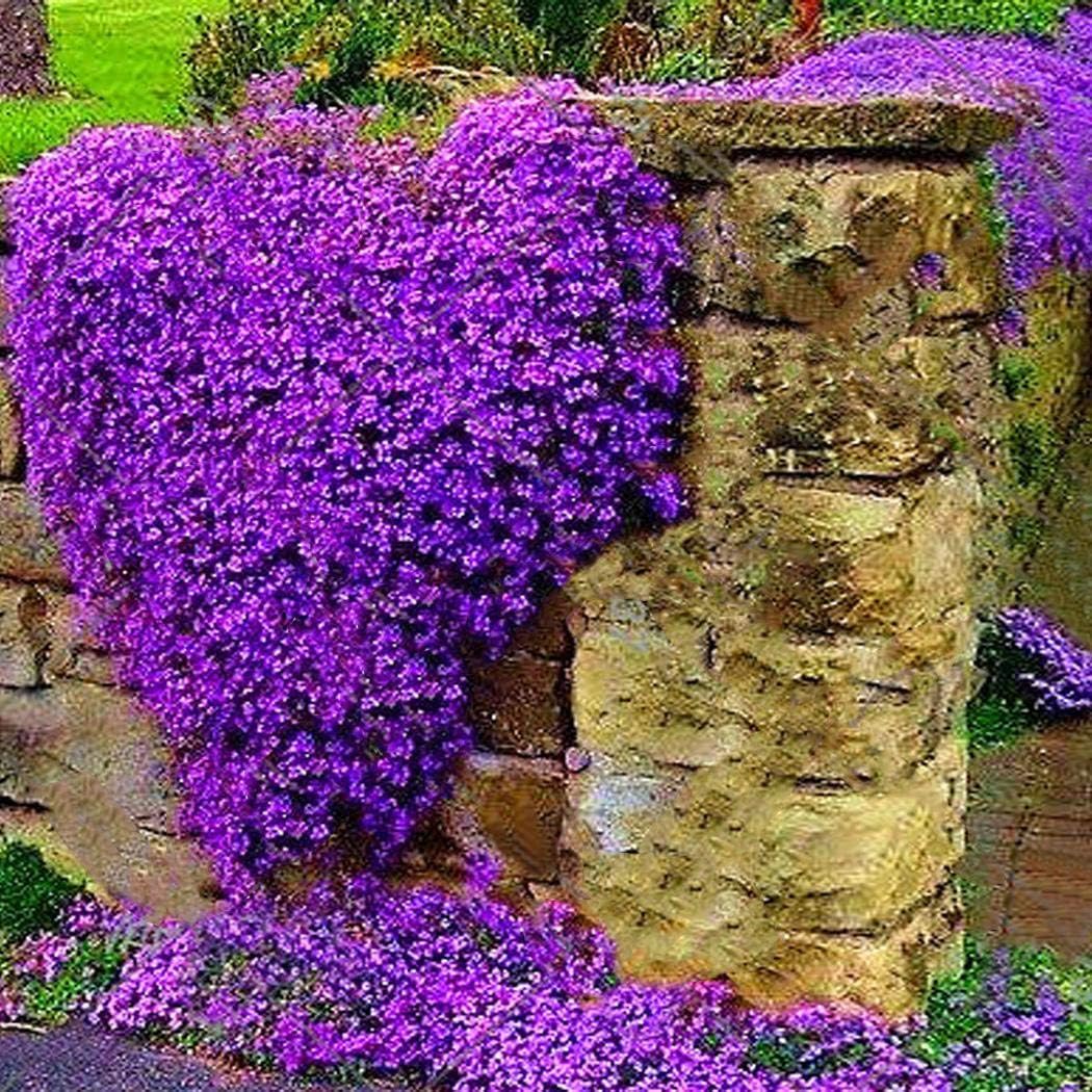 Flores 100 Piezas Semillas Trepadoras Jardines Semillas de Flores