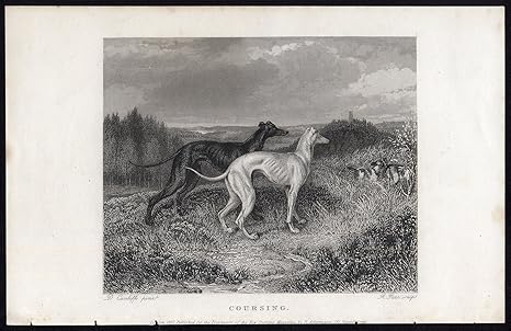greyhound dog hunting
