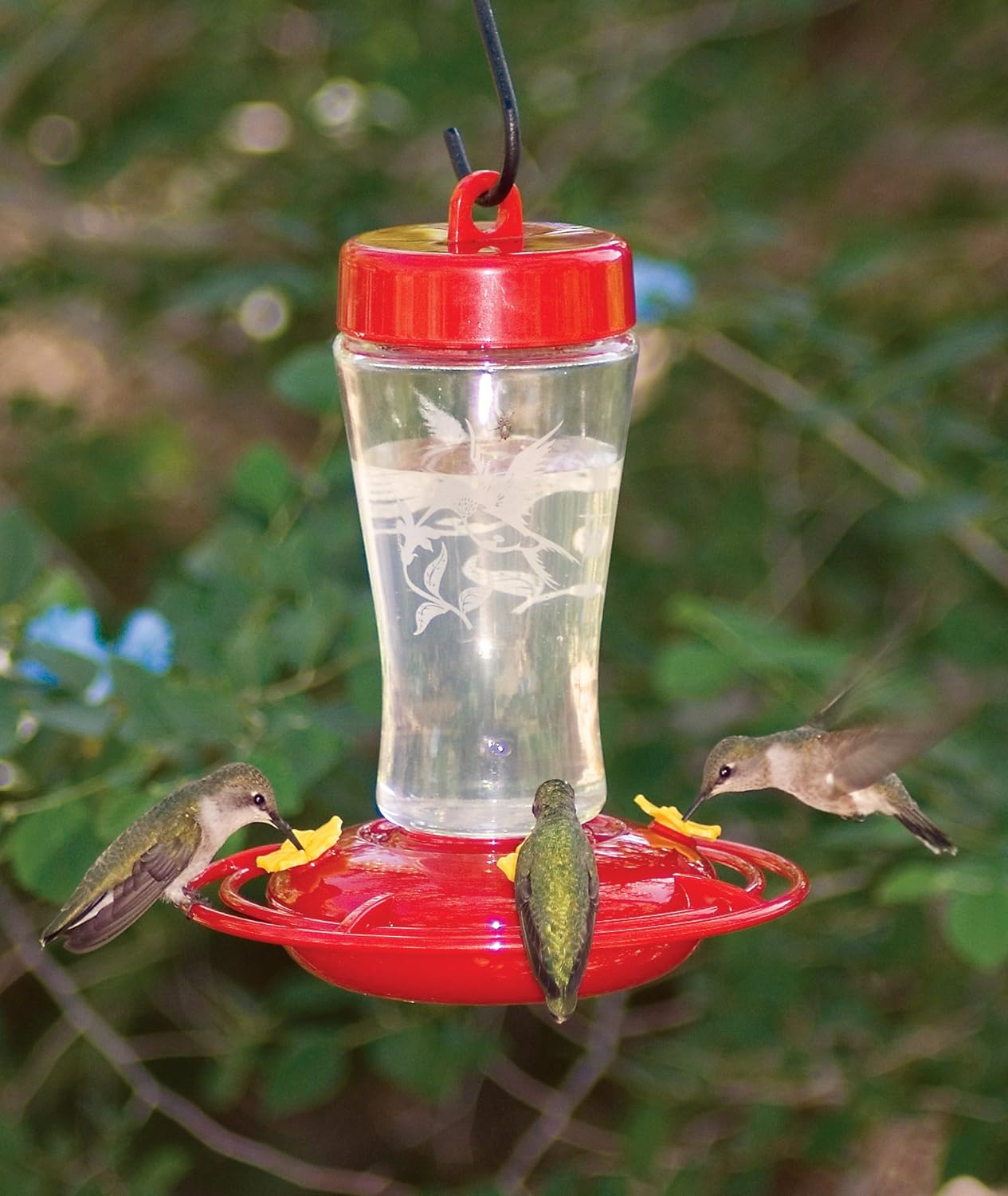 Amazon Com Homestead 12 Oz Hummingbird Feeder Etched Hardened