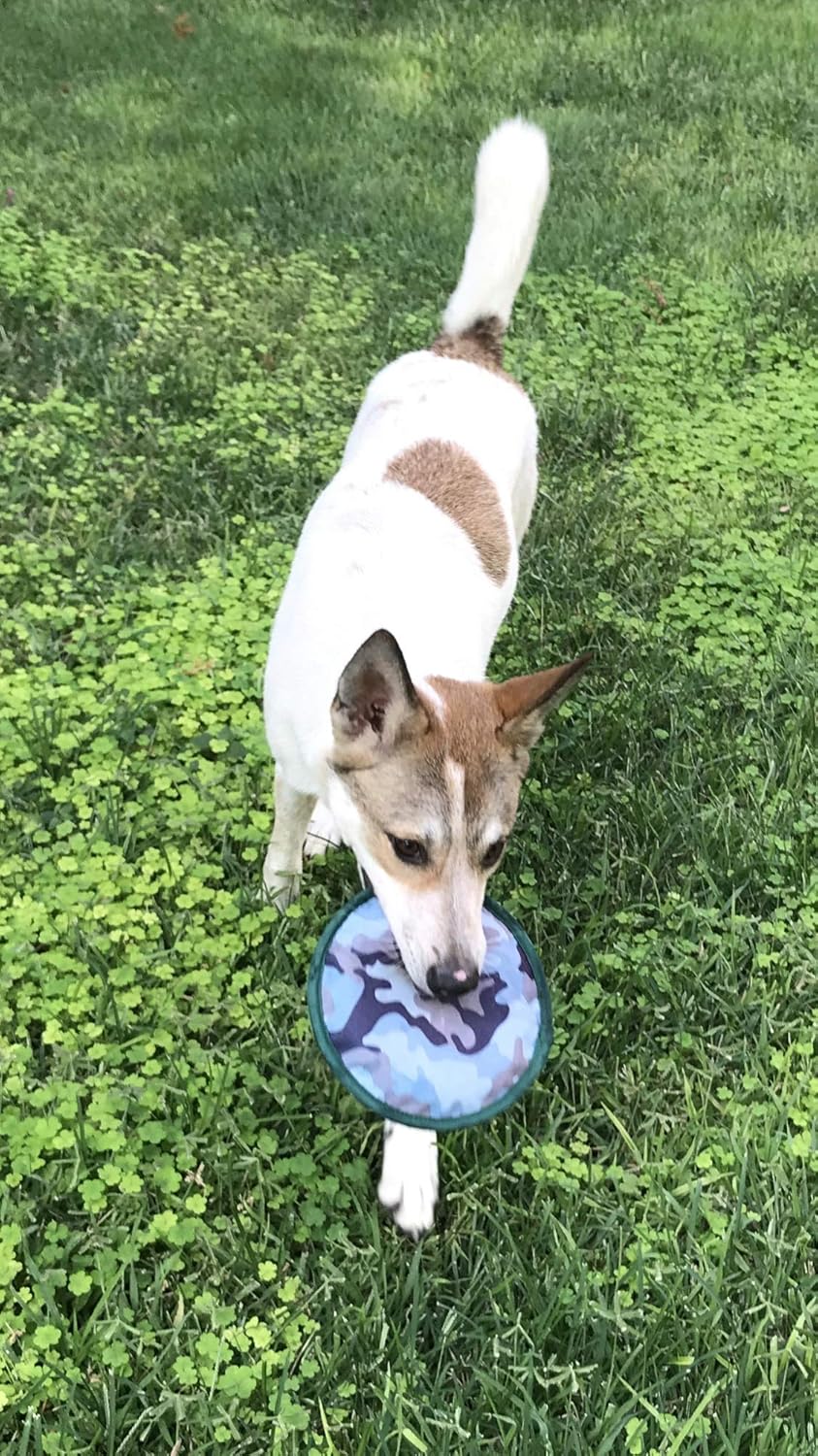 squeaky frisbee dog toy