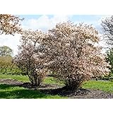 10 verschiedene Kakteen 5,5cm Topf im Set: Amazon.de: Garten